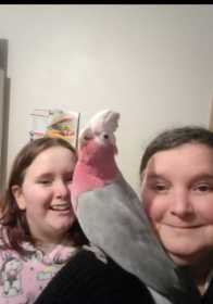 Lost Galah Cockatoo