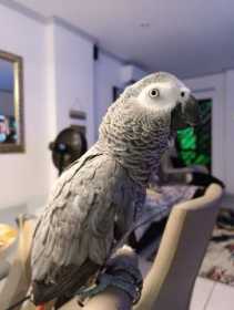 Lost African Grey