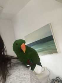 Lost Eclectus