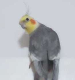 Lost Cockatiel