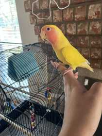 Lost Conure