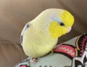 Lost Parrotlet