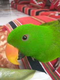 Lost Eclectus