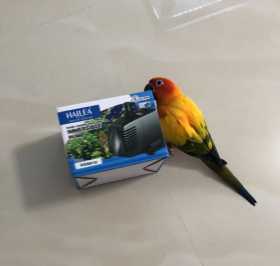 Lost Conure