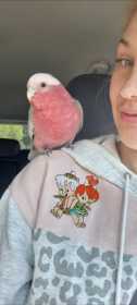 Lost Galah Cockatoo