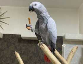 Lost African Grey