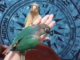 Lost Conure