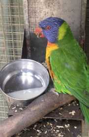 Lost Lory / Lorikeet