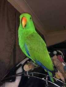 Lost Eclectus