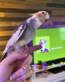 Lost Cockatiel