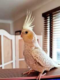 Lost Cockatiel