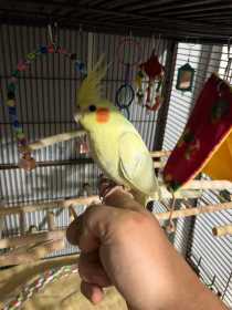 Lost Cockatiel