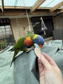 Lost Lory / Lorikeet