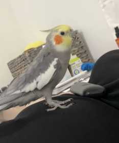 Lost Cockatiel