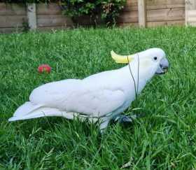 Lost Cockatoo