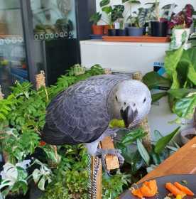 Lost African Grey