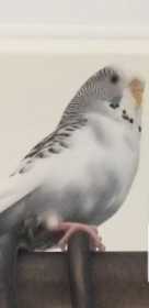 Lost Budgerigar