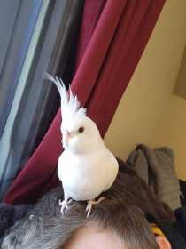 Lost Cockatiel