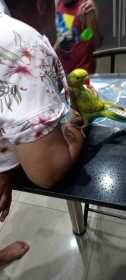 Lost Indian Ringneck Parakeet