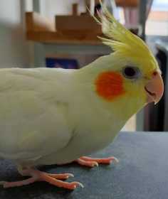 Lost Cockatiel