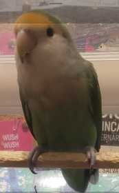 Lost Lovebird