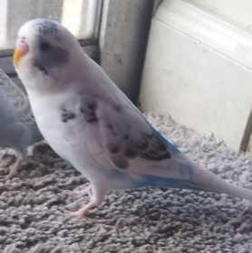 Lost Parakeet