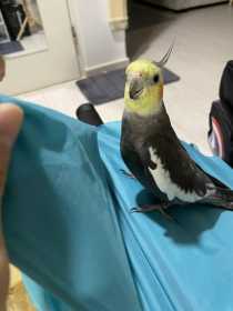 Lost Cockatiel