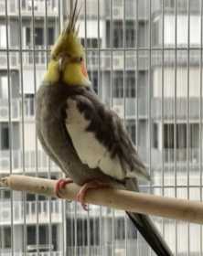 Lost Cockatiel