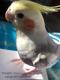 Lost Cockatiel