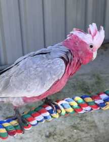 Lost Galah Cockatoo