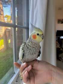 Lost Cockatiel