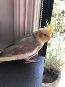 Lost Cockatiel