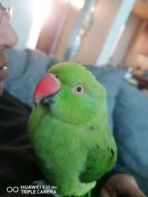 Lost African Ringneck Parakeet
