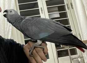 Lost African Grey