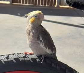 Lost Cockatiel