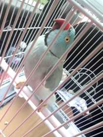 Lost Indian Ringneck Parakeet