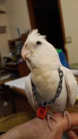 Lost Cockatiel