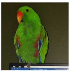 Lost Eclectus