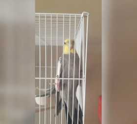 Lost Cockatiel