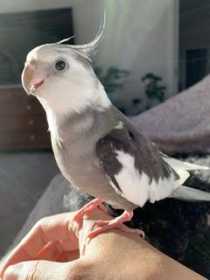 Lost Cockatiel