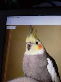 Lost Cockatiel