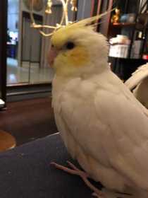 Lost Cockatiel