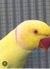 Lost Indian Ringneck Parakeet