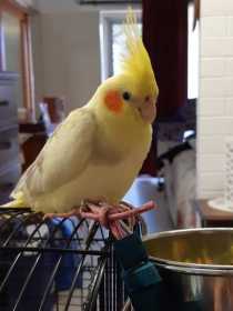 Lost Cockatiel