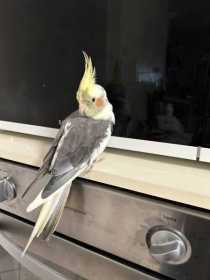 Lost Cockatiel