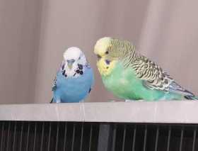 Lost Budgerigar