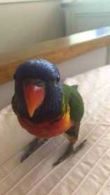 Lost Lory / Lorikeet