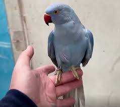 Lost Indian Ringneck Parakeet
