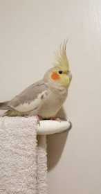 Lost Cockatiel