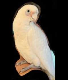 Lost Corella Cockatoo